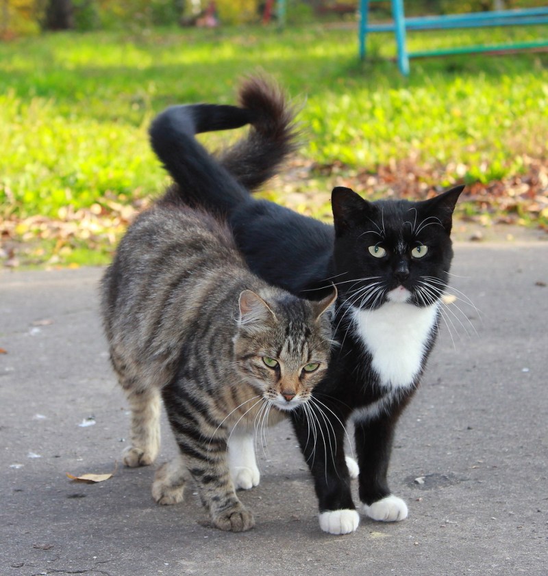 Кот и кошка