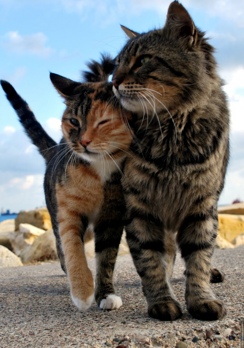Коты парочка