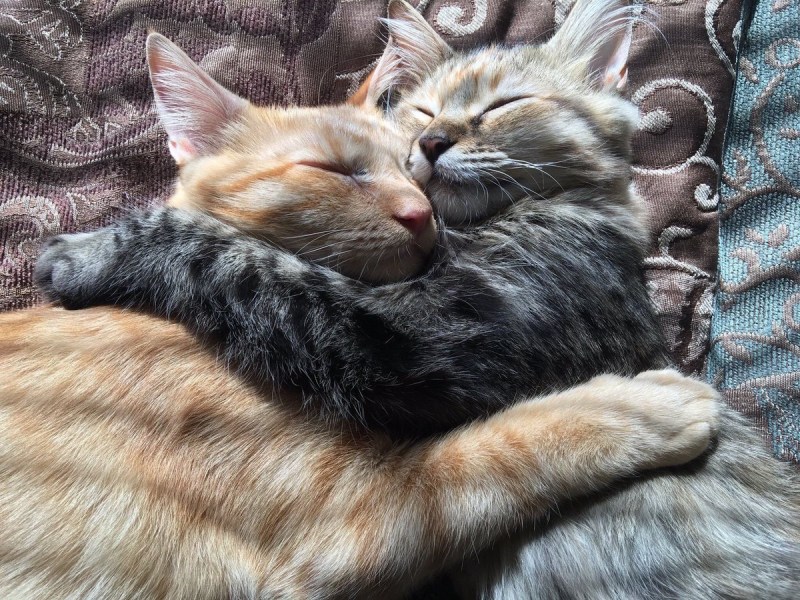 Влюбленные котики