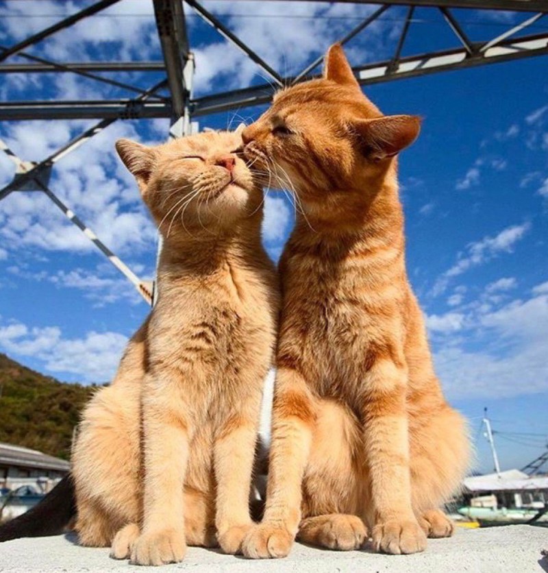 Кот и кошка любовь