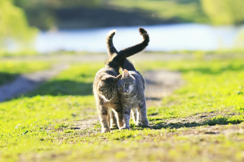 Кот гуляет