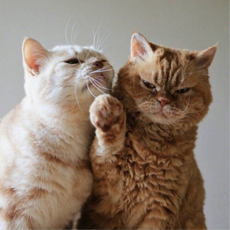 Кошачья любовь