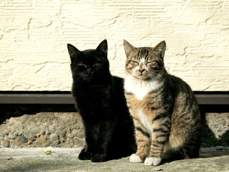 Кот и кошка