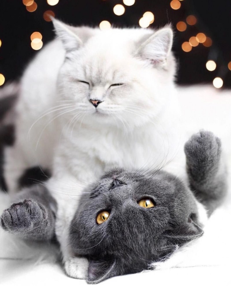 Влюбленные кошки