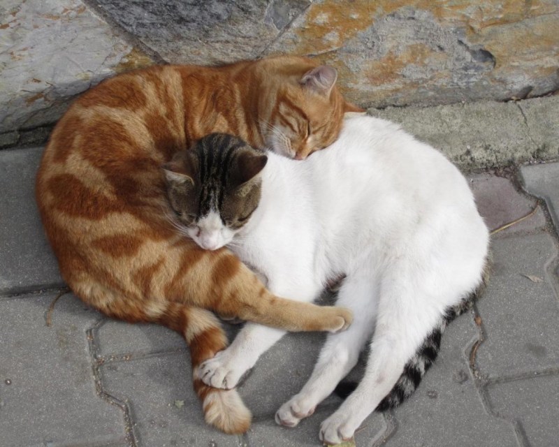 Котики любовь