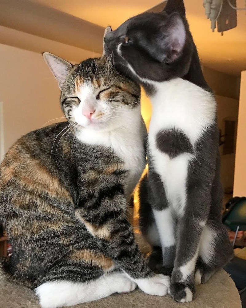 Кошки обнимашки