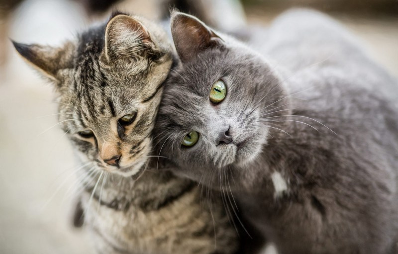 Два серых кота