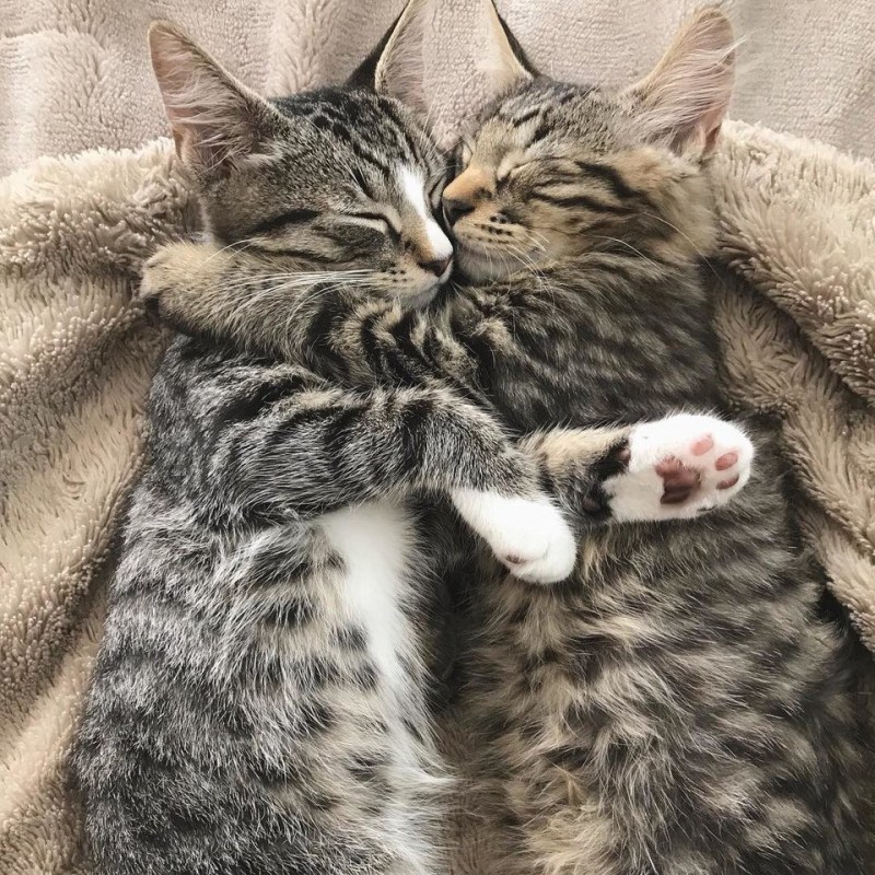 Кошки обнимаются