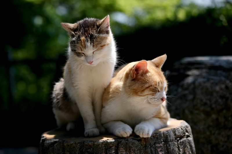 Кот и кошка
