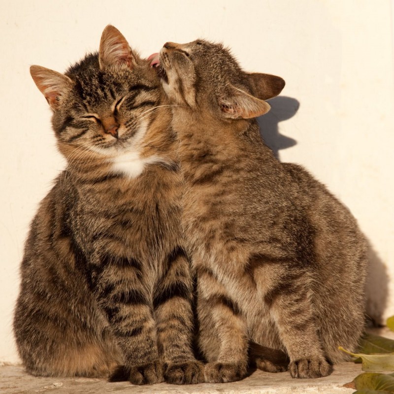Влюбленные кошки