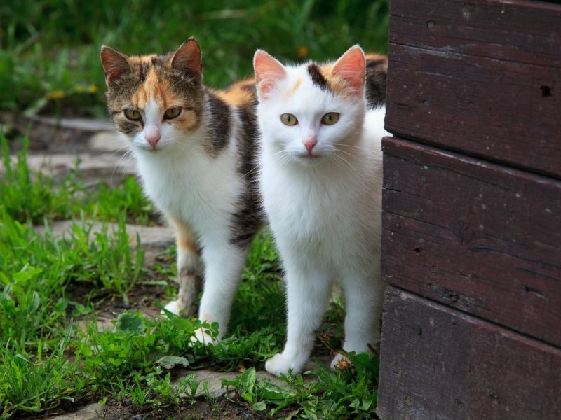 Несколько кошек