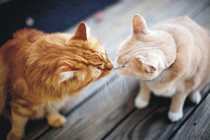 Котики целуются