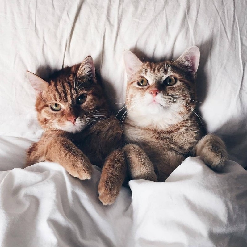 Влюбленные кошки