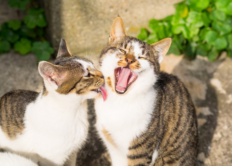 Котята лижутся