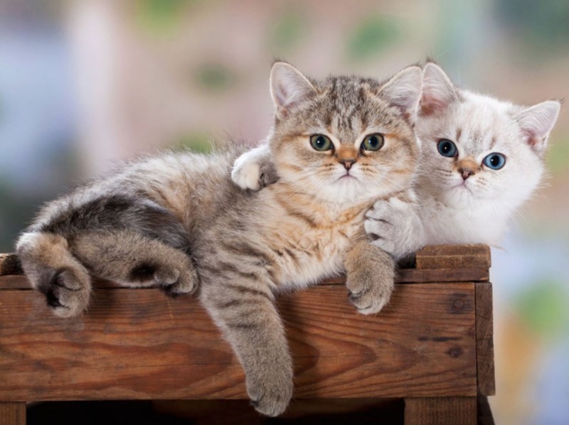 Два красивых котенка