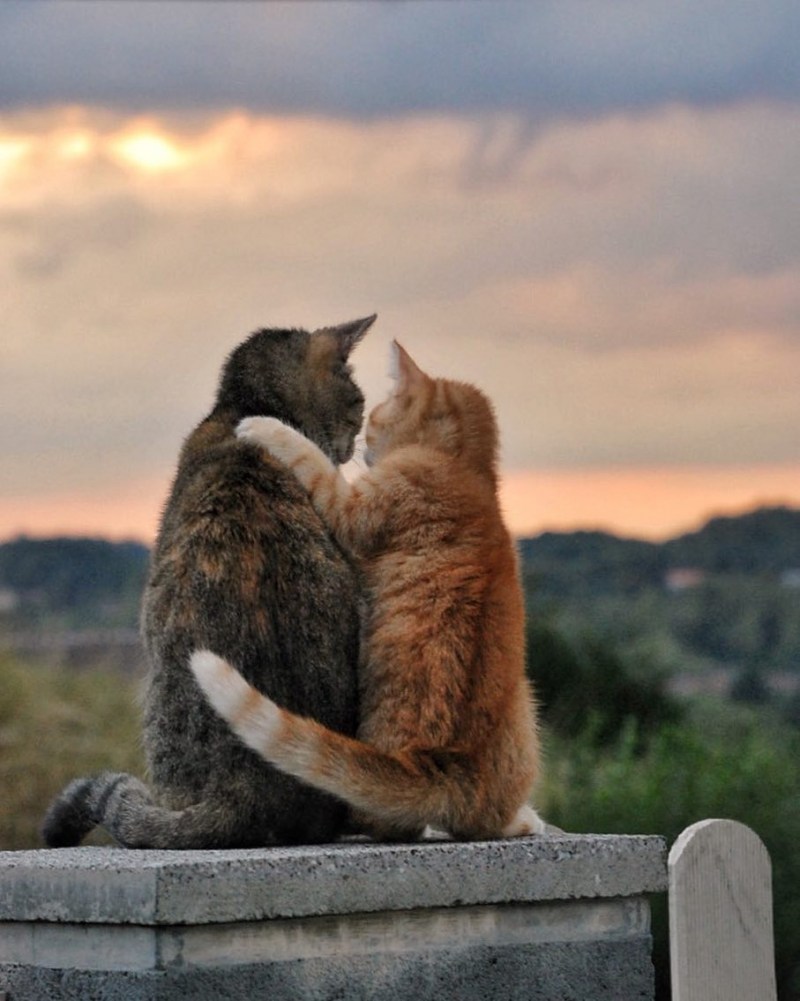 Котячья любовь