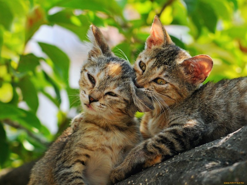 Две кошки природа