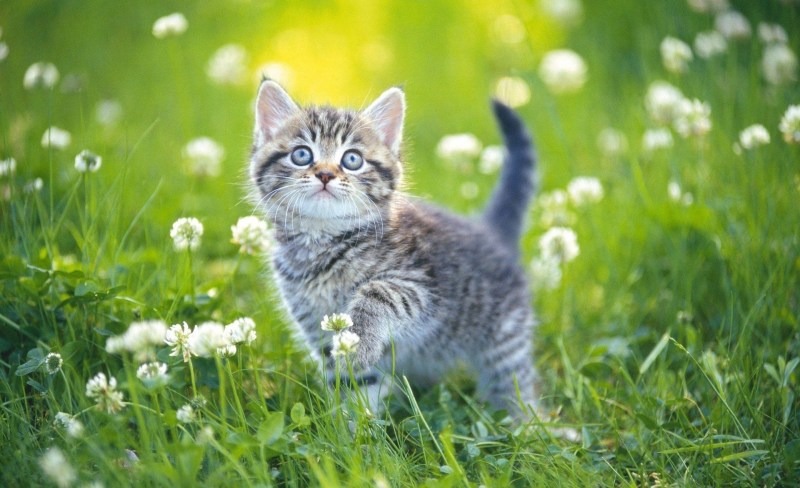 Котята на природе