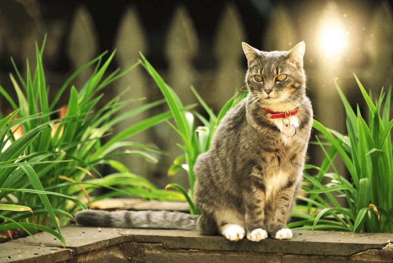 Котенок в траве