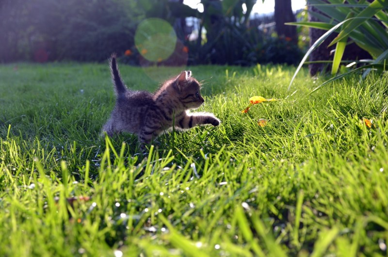 Котенок в траве