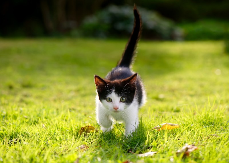 Котенок на лужайке