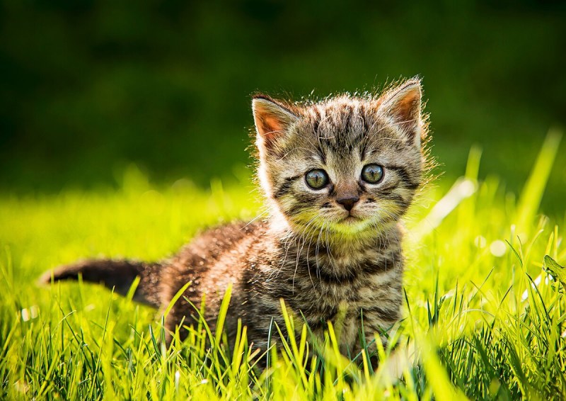Котенок на лужайке