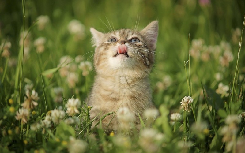 Котики на природе