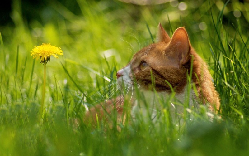 Коты в траве