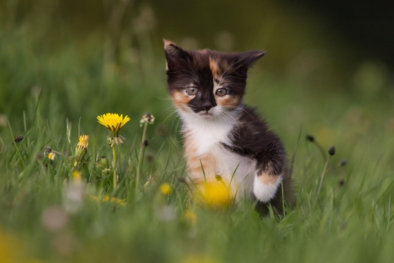 Котятки на природе