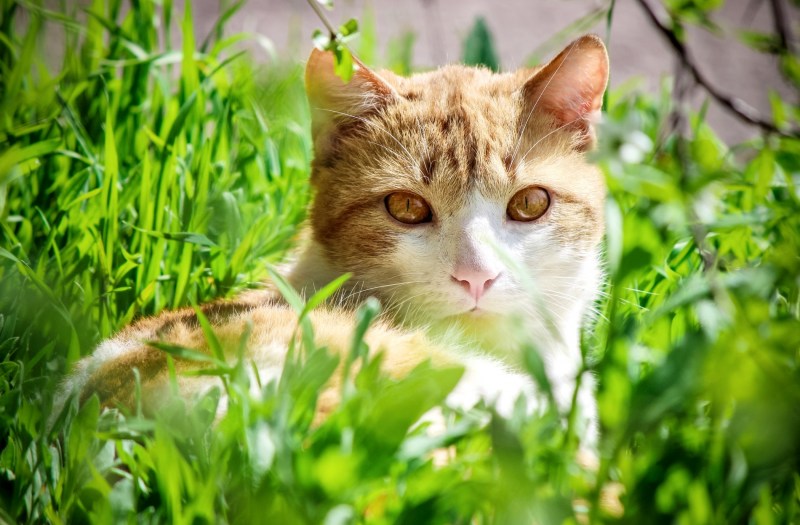 Кот нежится в траве