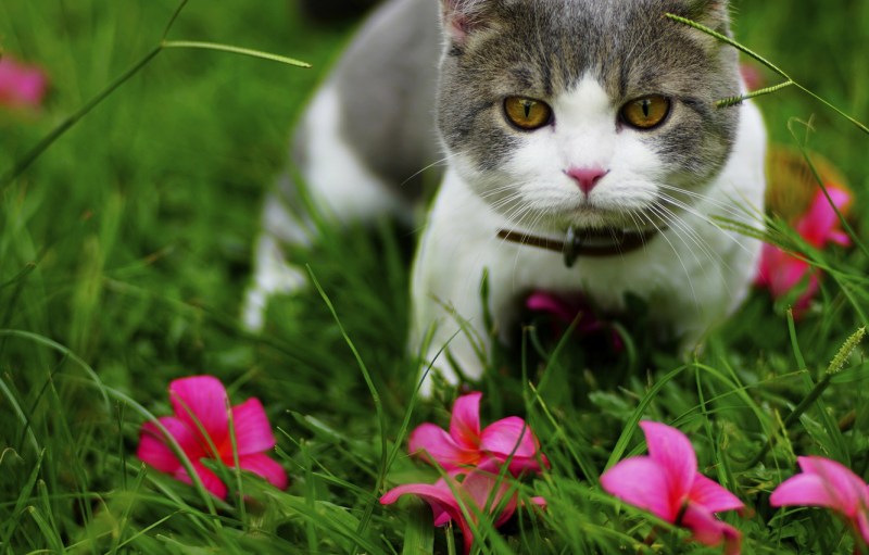 Котенок в зелени