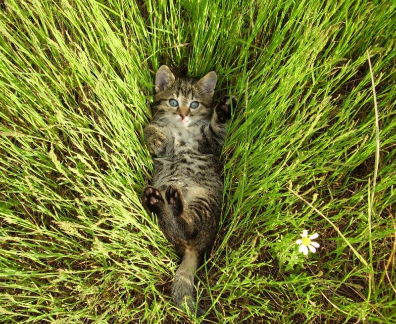 Кот лежит на траве