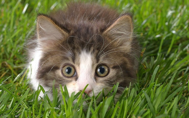 Картинки котят