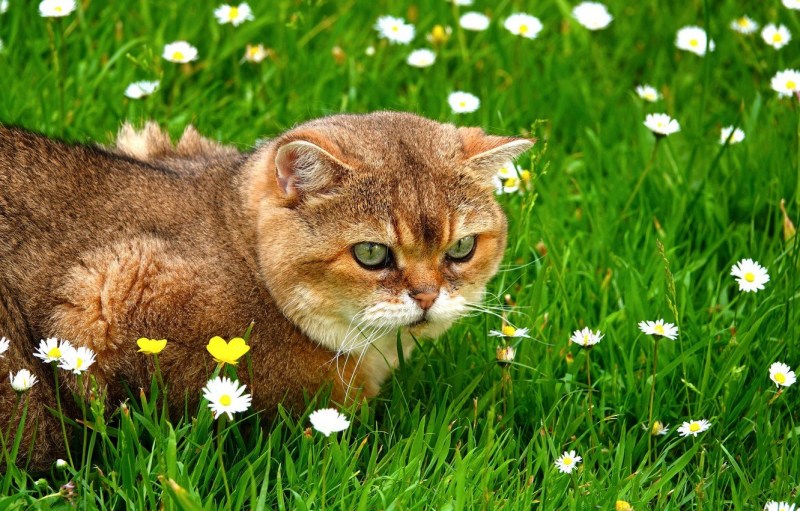 Трава для кошек