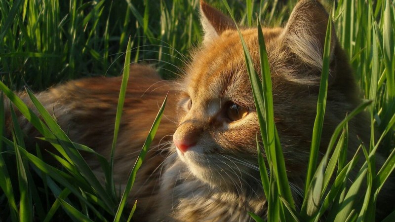 Рыжий котик в траве