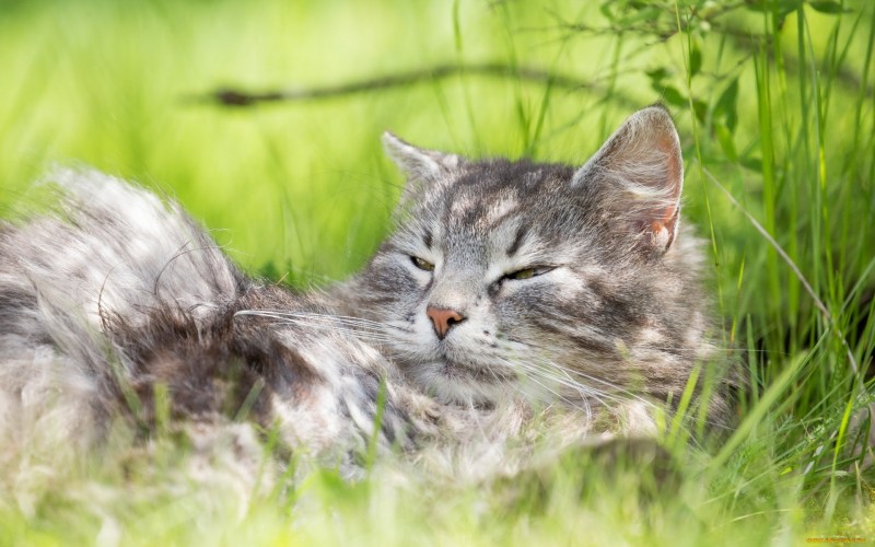 Коты в траве