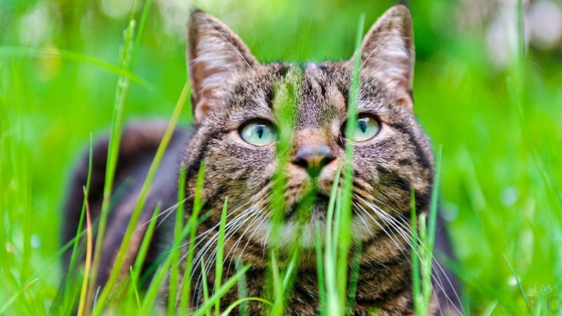 Коты на рабочий стол