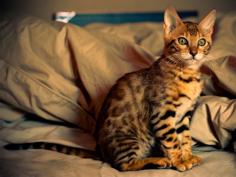 Серенгети кошка