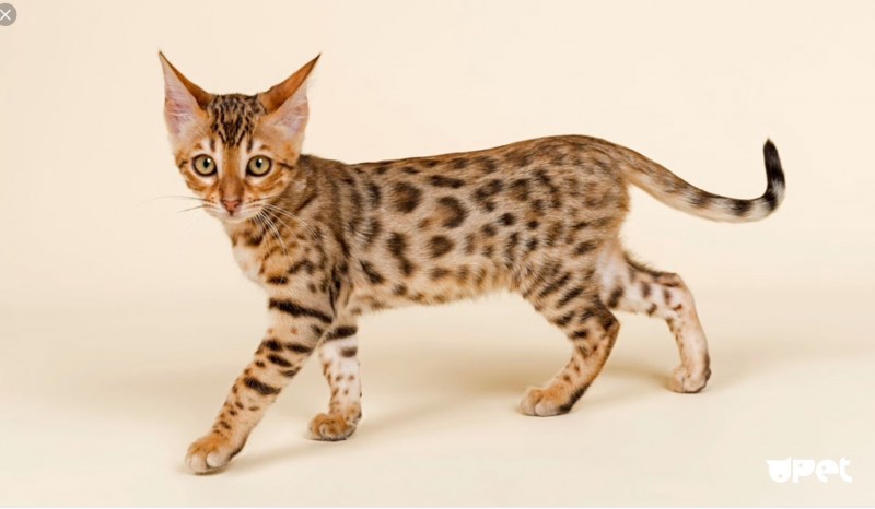 Серенгети кошка