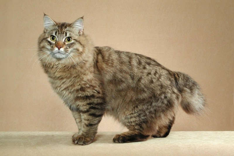 Кот американский бобтейл