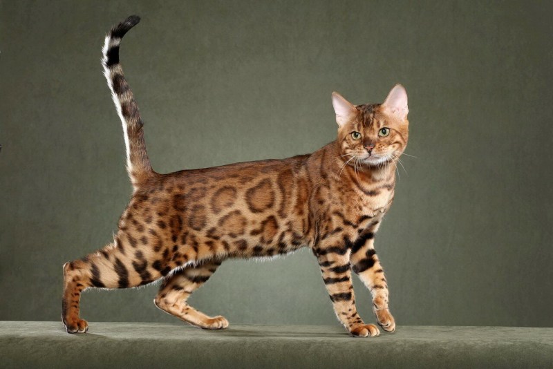 Бенгальская кошка