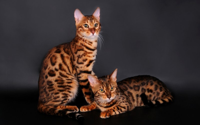 Бенгальская кошка