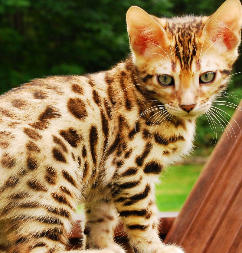 Бенгальская леопардовая кошка