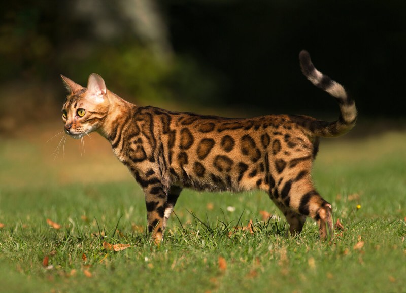 Бенгальский кот