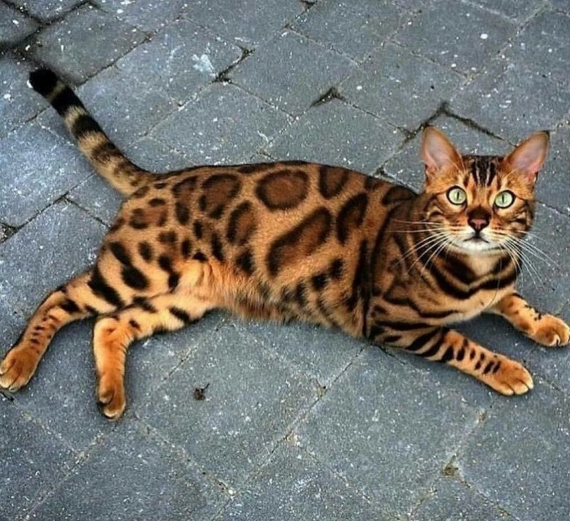 Бенгальский кот