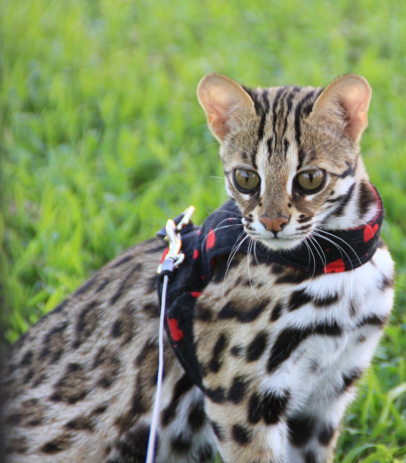 Леопардовая кошка Оцелот