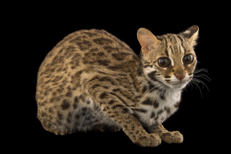 Бенгальская кошка Дикая