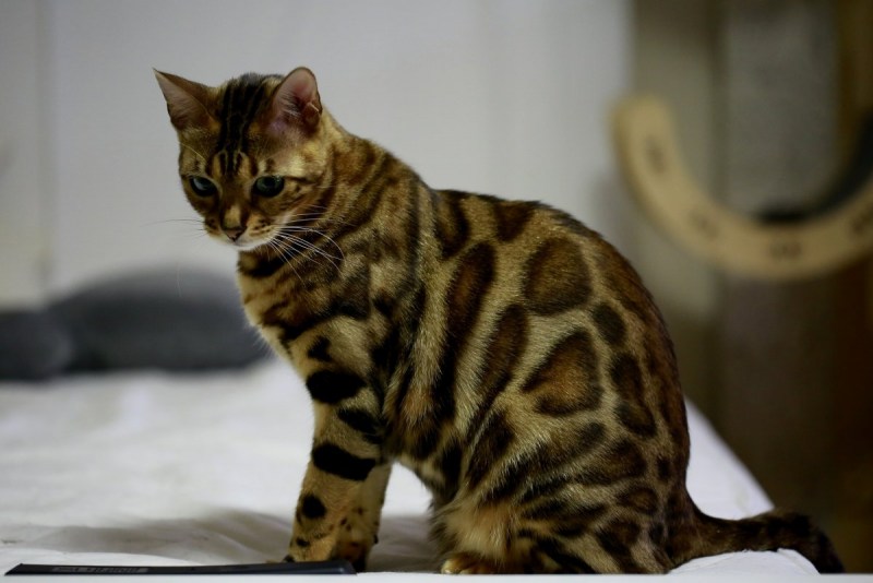 Леопардовая кошка Оцелот
