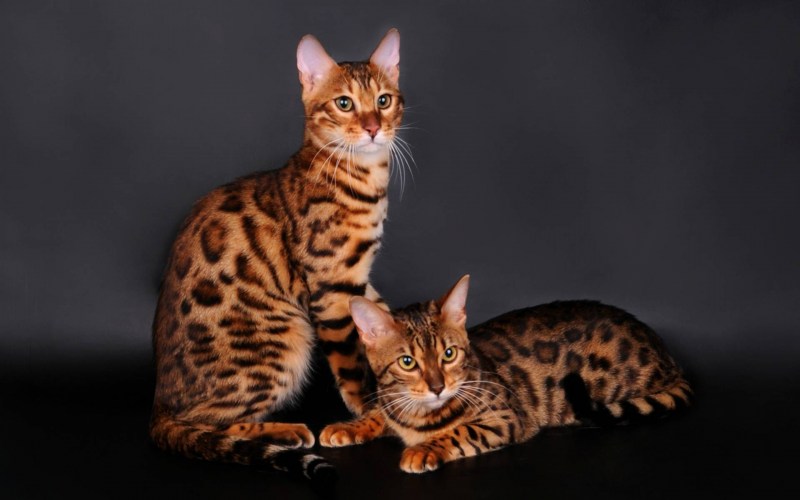 Кот бенгальской породы