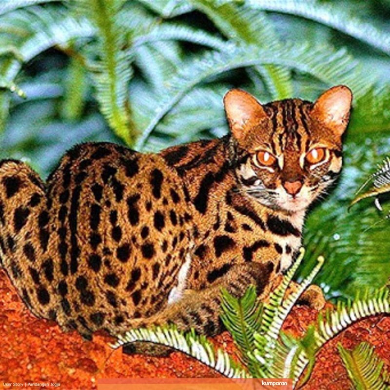 Бенгальский кот